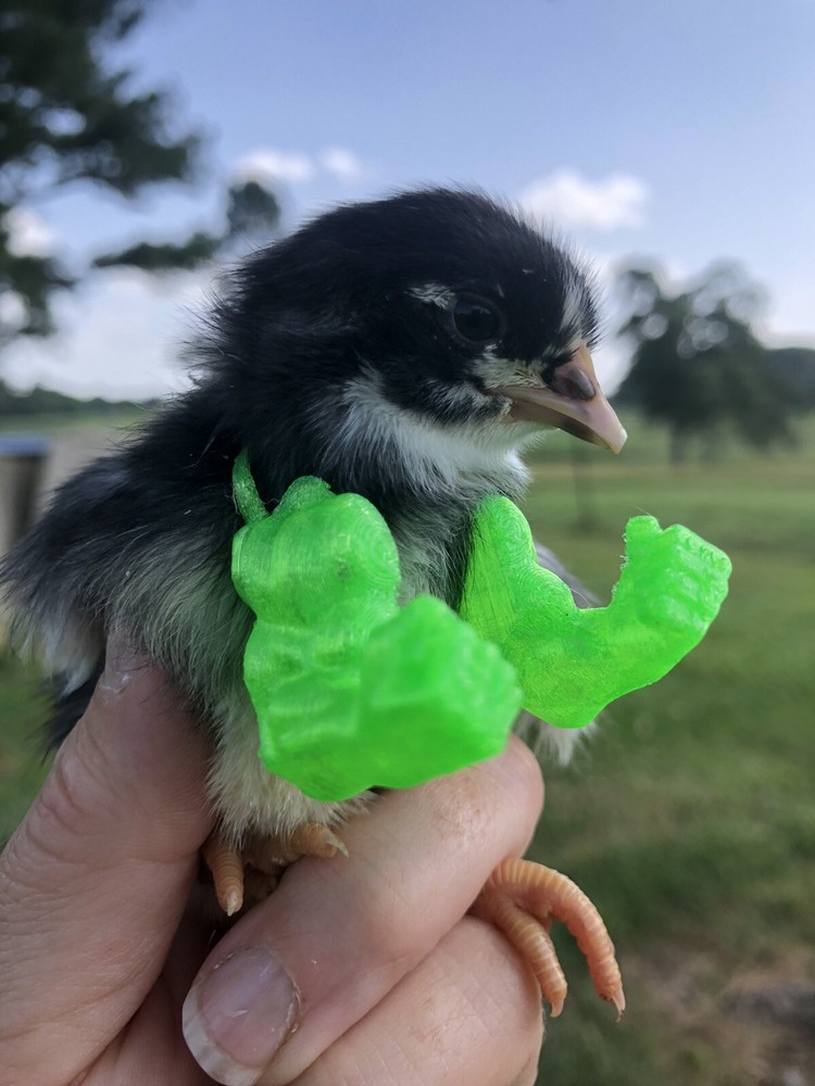 tiny hulk arms for baby chicks or small birds