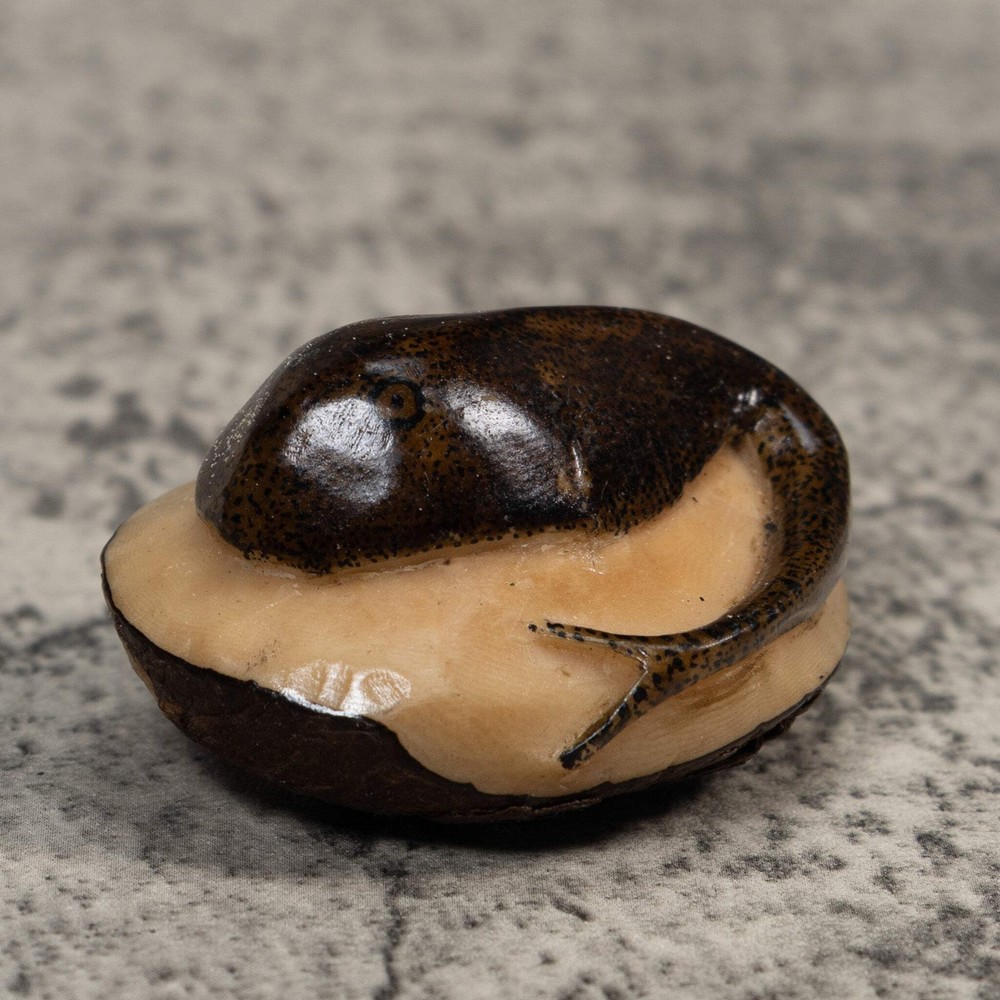 Brown Ocean Stingray Tagua Carving