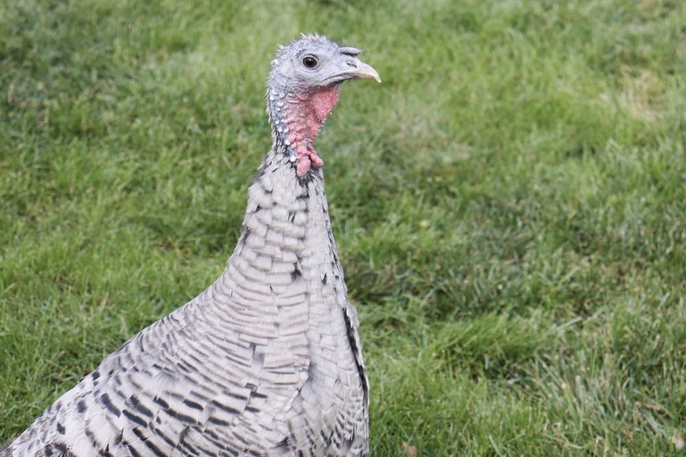6 Narragansett Turkey Hatching Eggs Laying Now