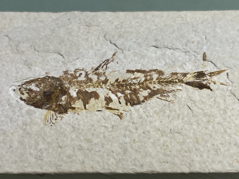 Fossilized Fish on Slab