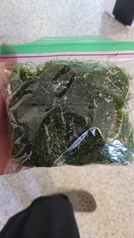 Java Moss (sandwich bag full, 4 oz)