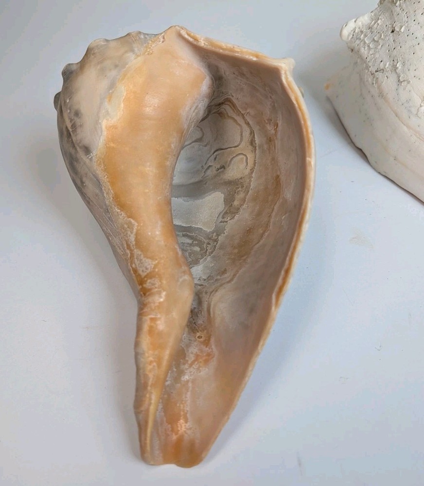 2 Large Lightning Whelk 10” Fossilized Seashell Beach Decor