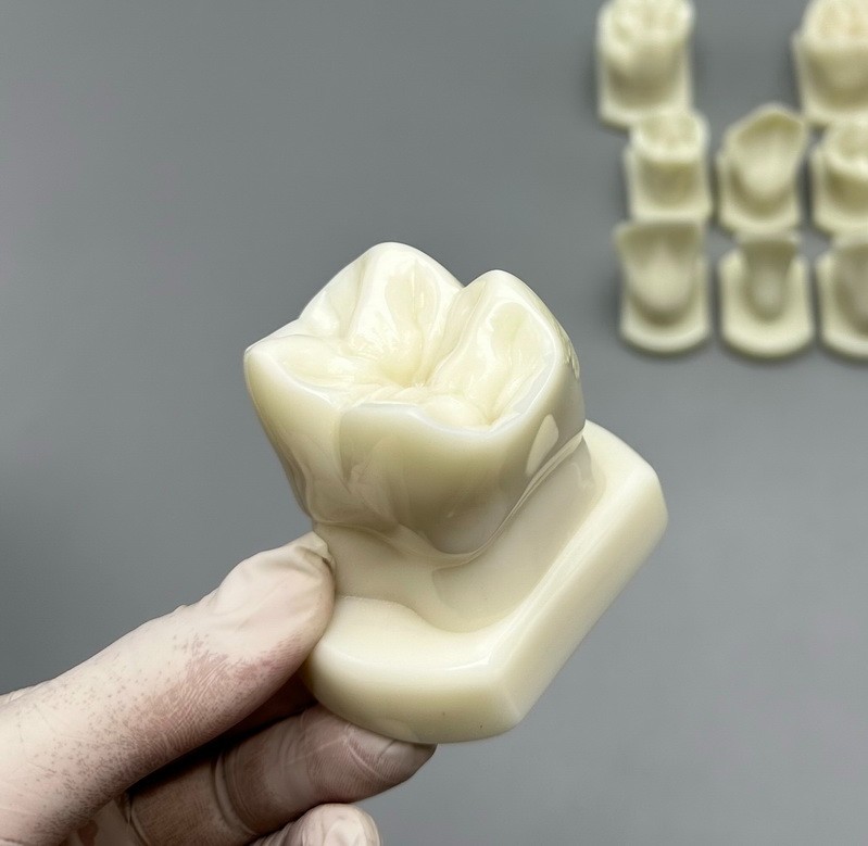 Comparison Carving Permanent Tooth Model Student Practice Study Tools