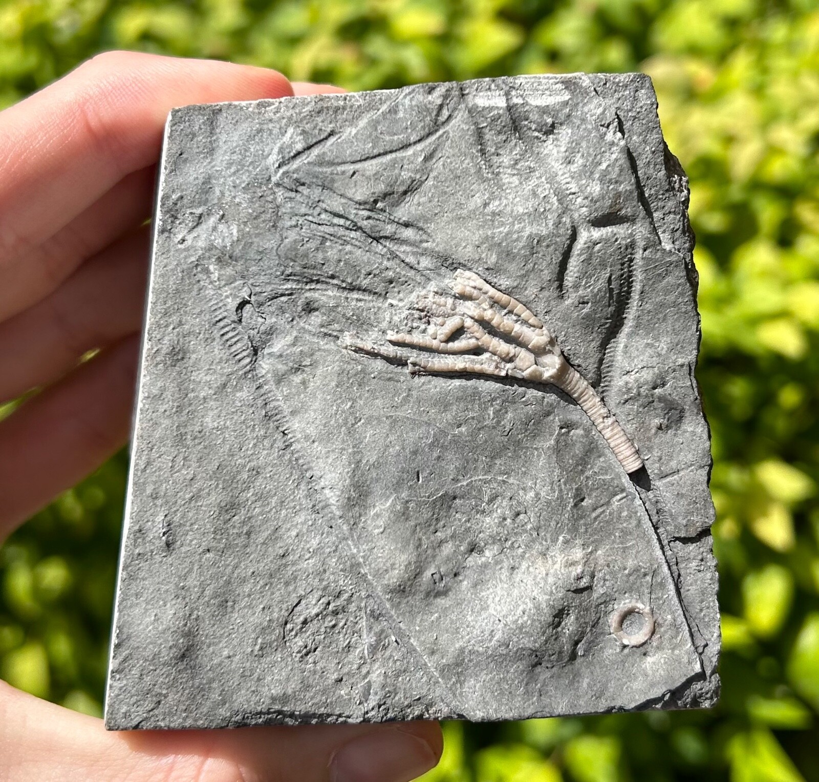 Canada Fossil Crinoid Cupulocrinus humilis NICE Ordovician Age Brechin Ontario