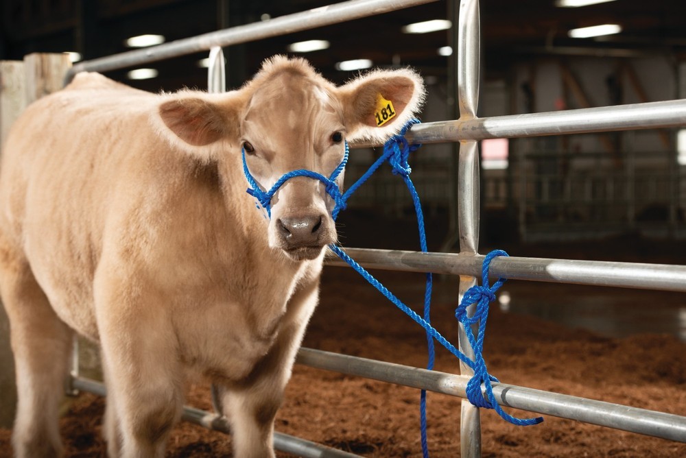 Weaver, Livestock Adjustable Poly Neck Rope Blue