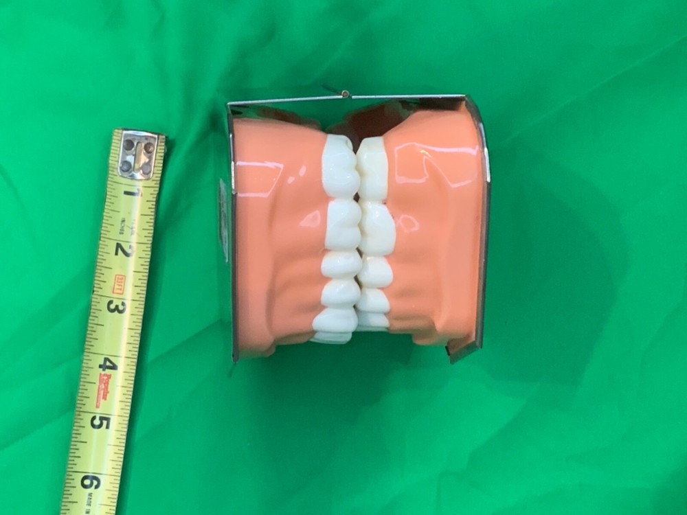 Dental model teeth