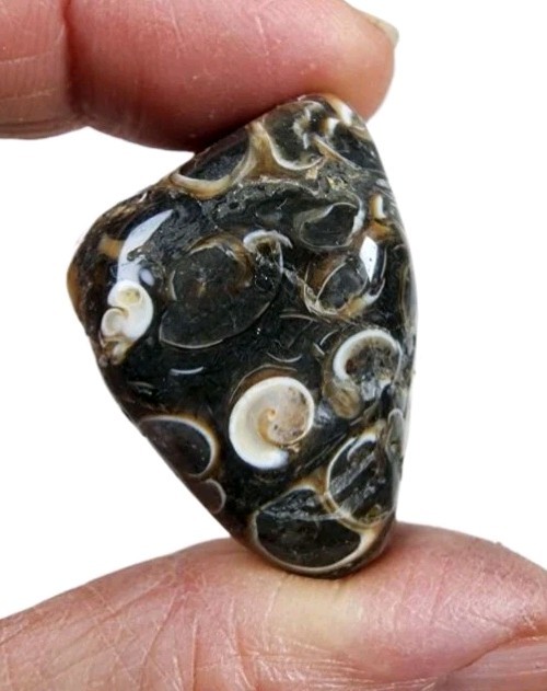 Turritella Agate Fossil Polished Stone Wyoming 23.9 grams.
