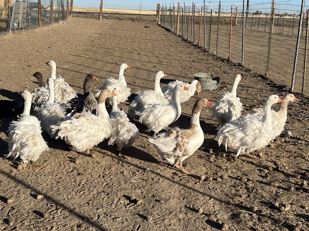 Sebastopol Goose Hatching Eggs