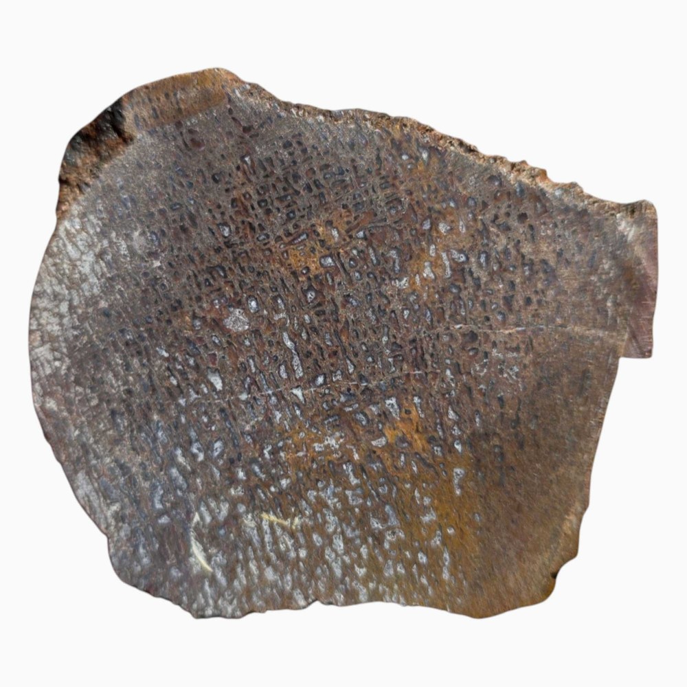 Gem Dinosaur Bone Slab from Utah – Calcite-Filled Cell Structure
