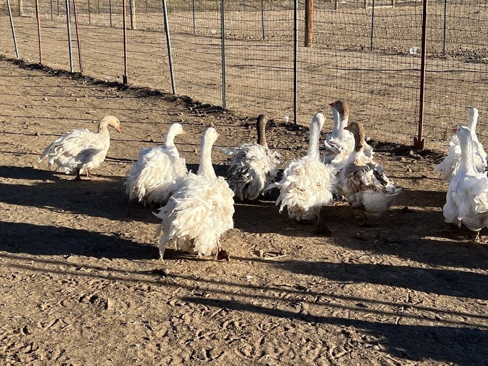 Sebastopol Goose Hatching Eggs