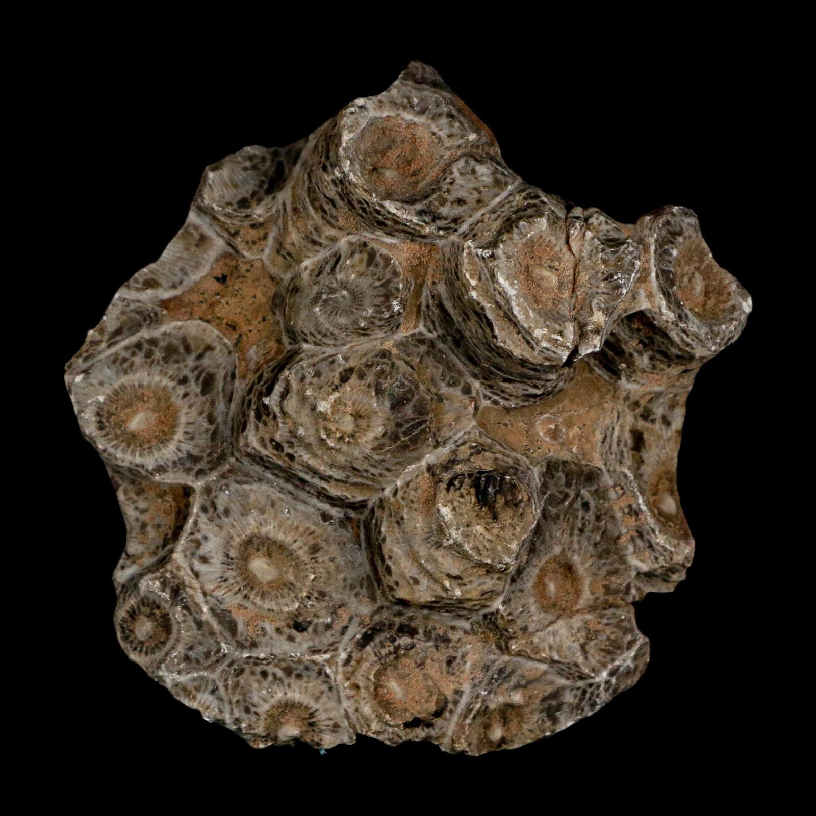 2.6" Polished Hexagonaria Coral Fossil Devonian Age 350 Million Yrs Old Morocco