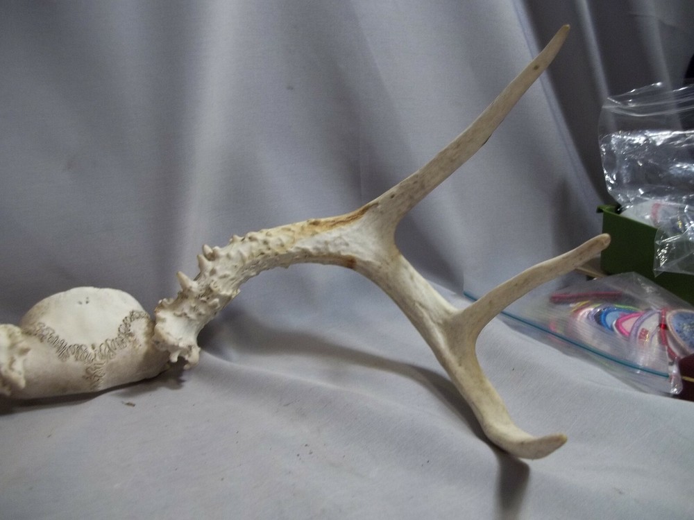 Ohio White Tail Deer Atipical Antlers 7 Point