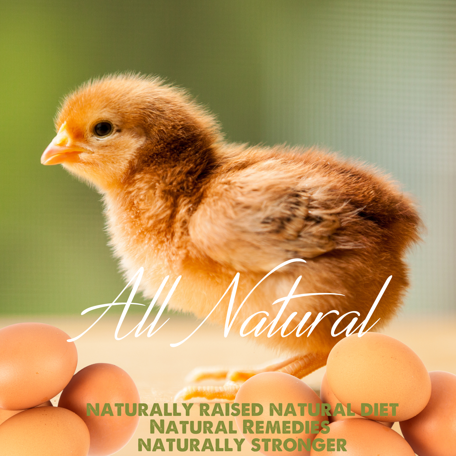 6+/12+/42 Rhode Island Red Hatching Eggs: Fresh, Fertile, Unmixed, Free Range