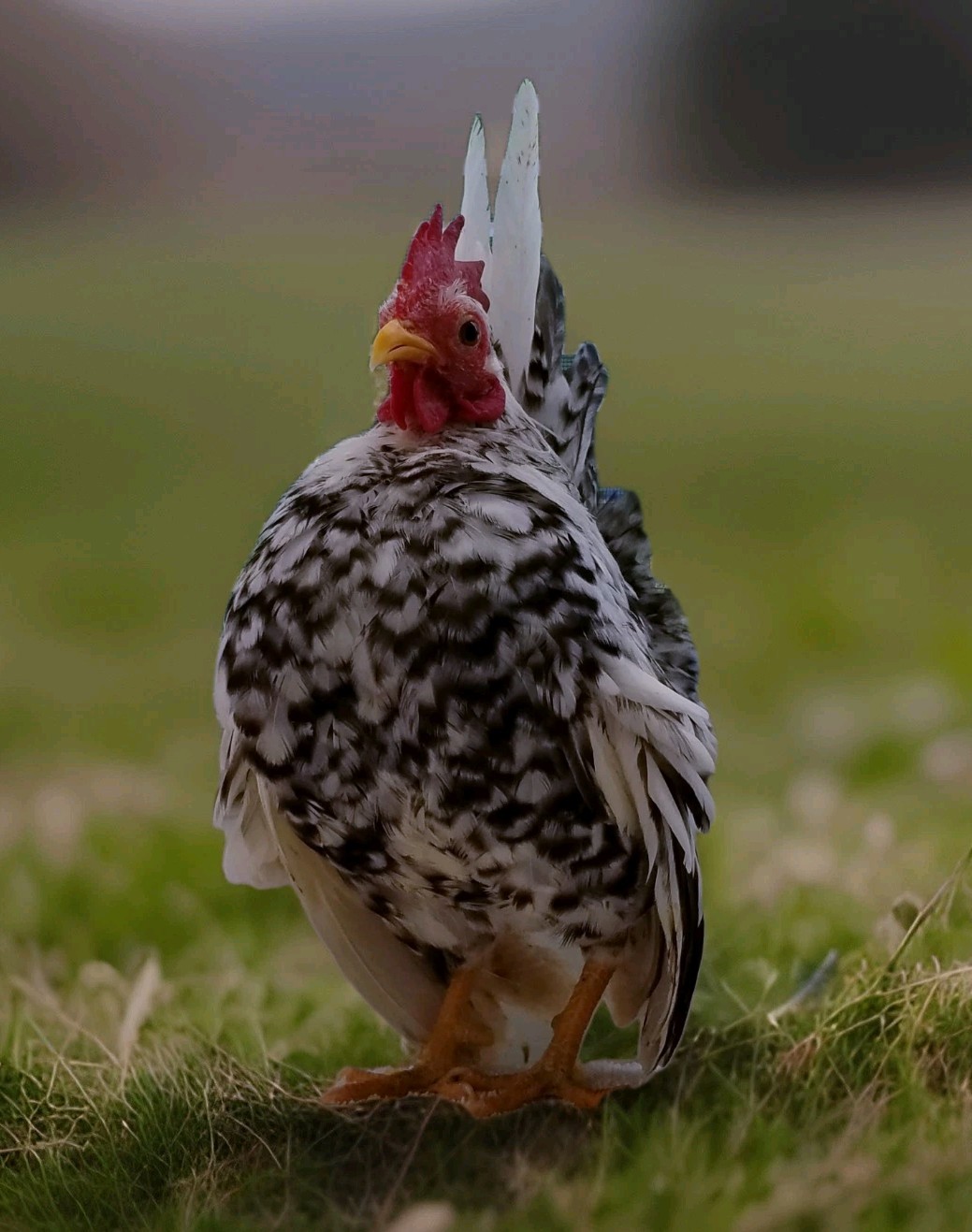 2+1 Micro & Size A & B 100% Pure Serama Hatching Eggs Malaysian And Traditional