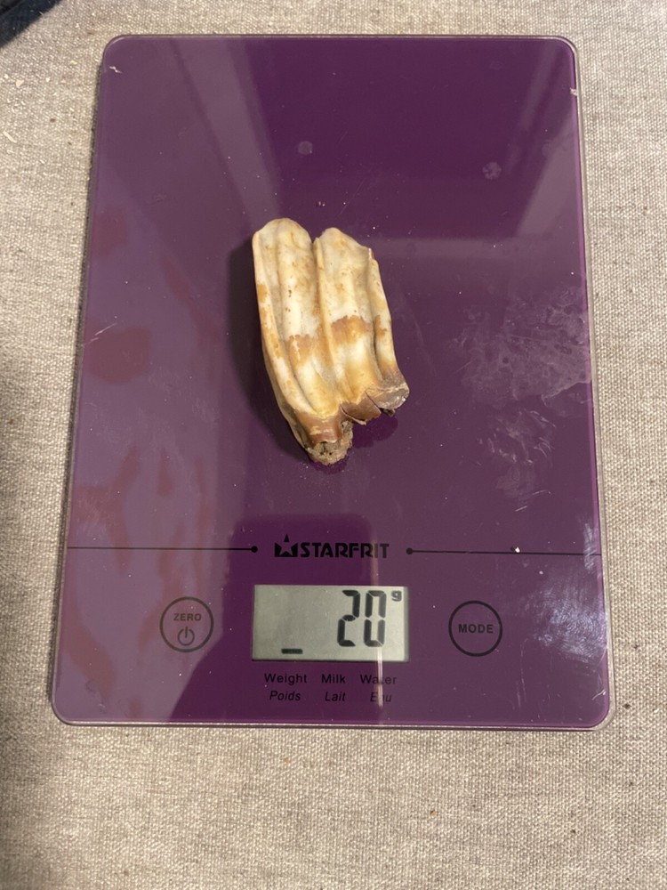 ice age horse tooth