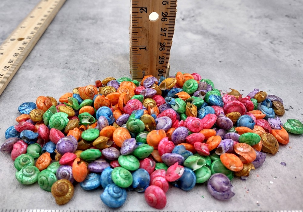 Rainbow Umbonium Shells Dyed Shells (approx. half cup 210+ shells 0.125+ inches)