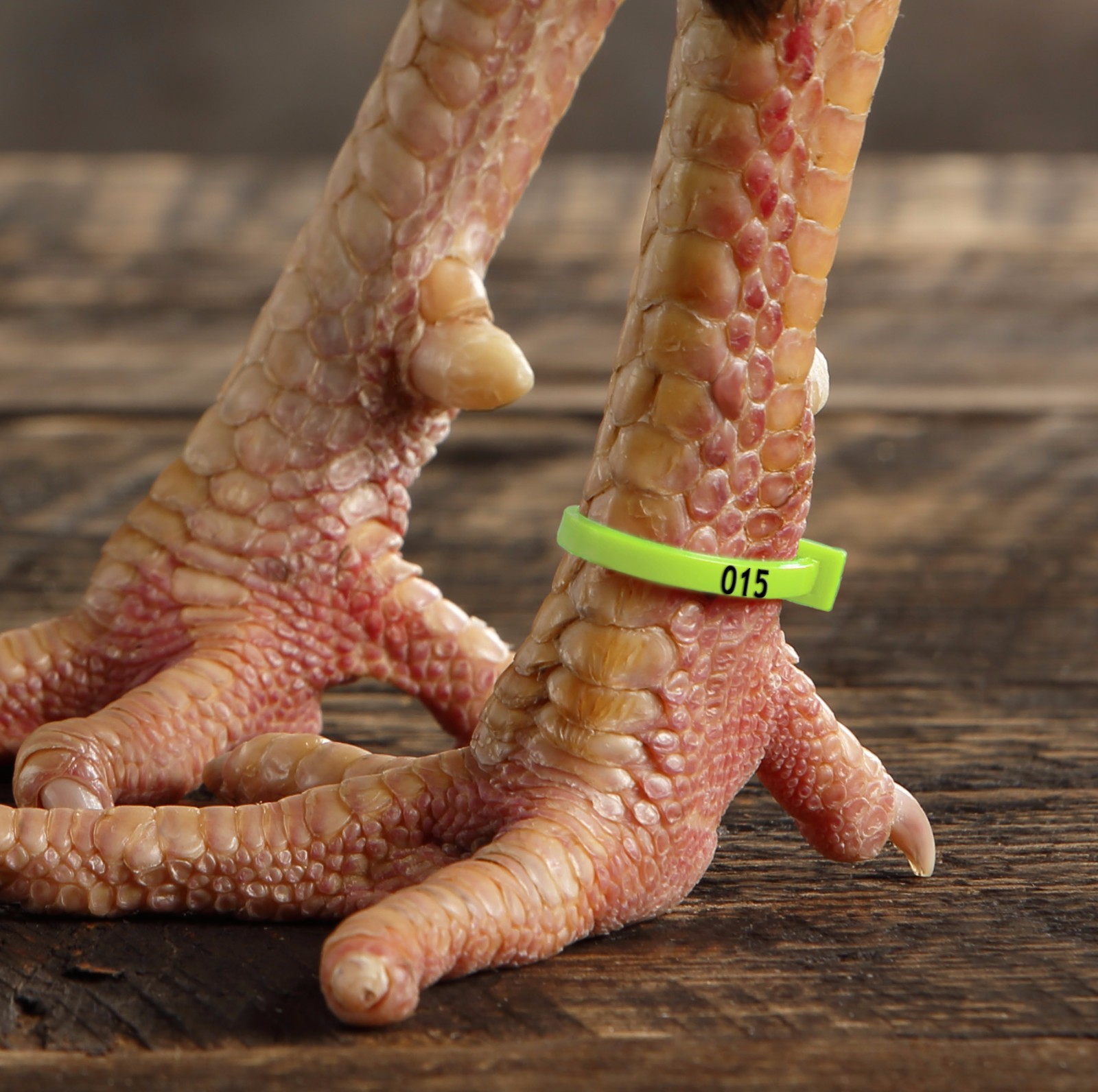 50 ZBand Numbered Poultry Leg Bands 5 Fluorescent Colors Per Pk 1 SZ Fits All