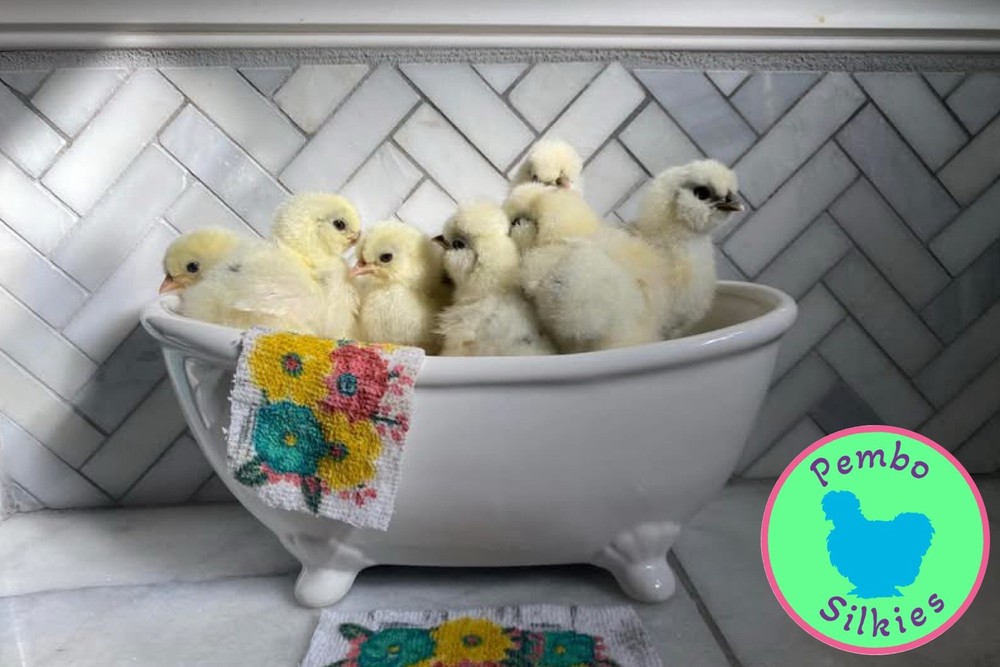 6+ Premium Bearded Silkie Hatching Eggs, Blue, Black, Splash