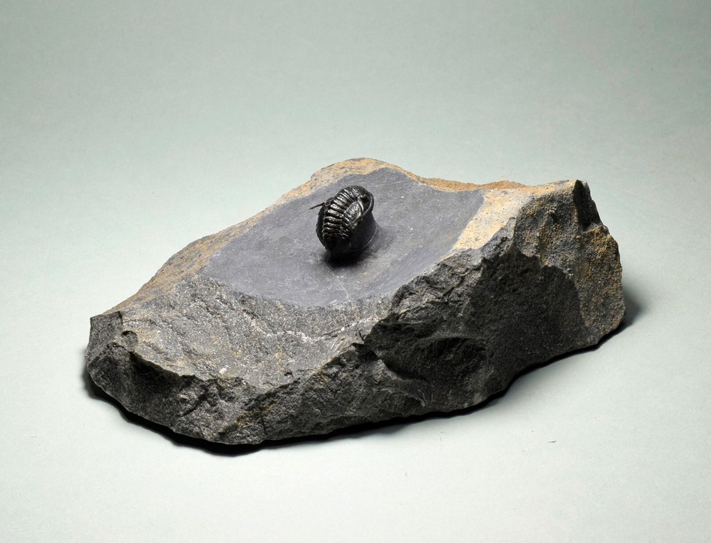 Rare trilobite Phaetonellus