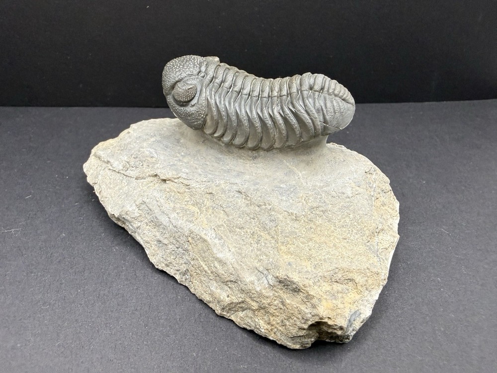 Moroccops Trilobite - Top Quality Specimen