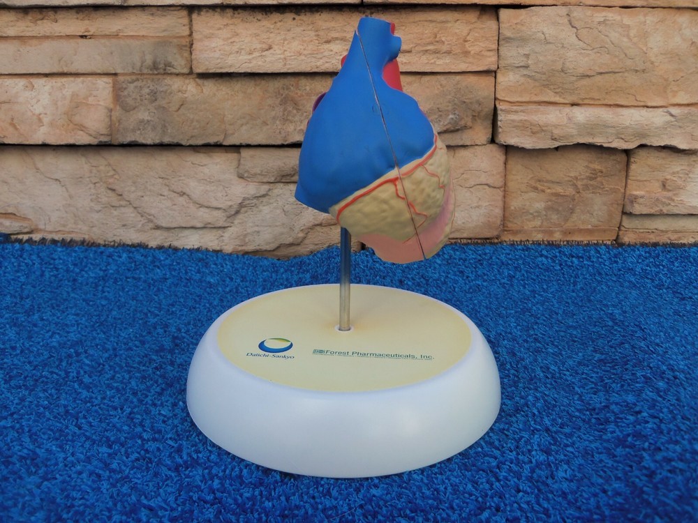 Human Heart Hinged Doctors Model