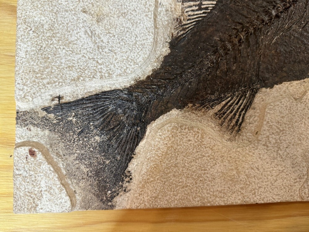 Mioplosus 15 3/4" Kemmerer, WY