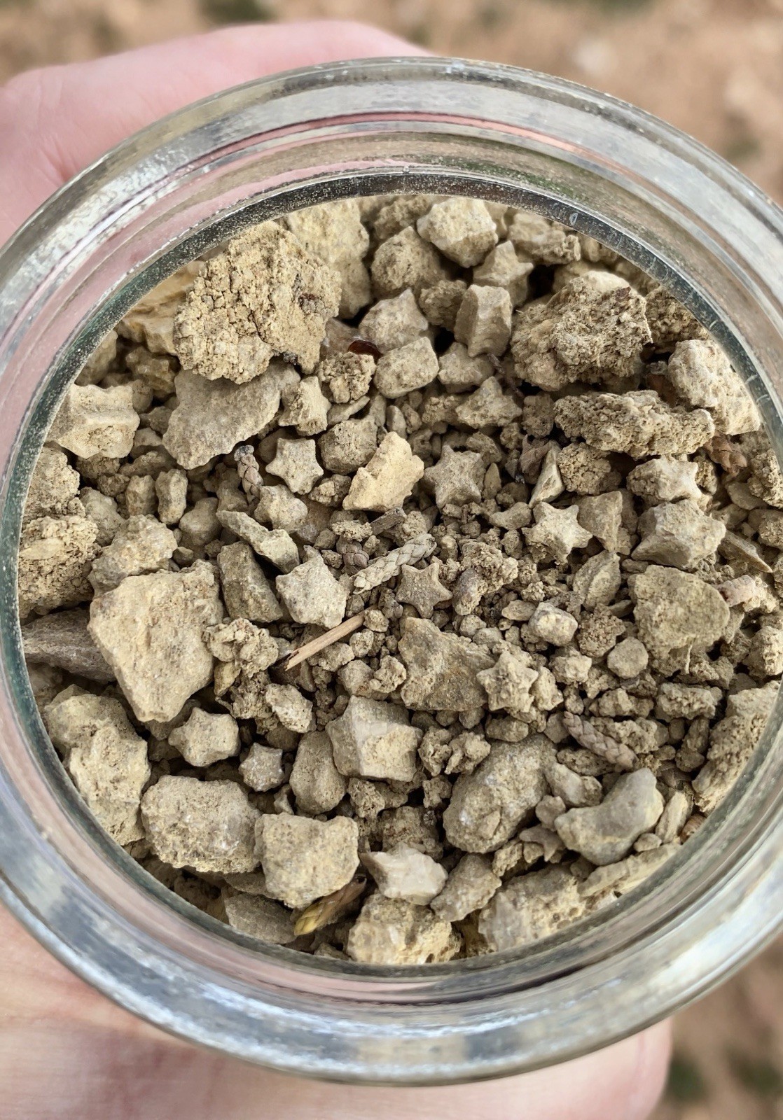 Crinoid Star Fossil Dig Jar
