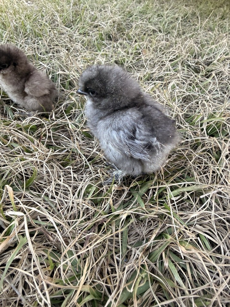 6 Silkie Various Colors hatching eggs