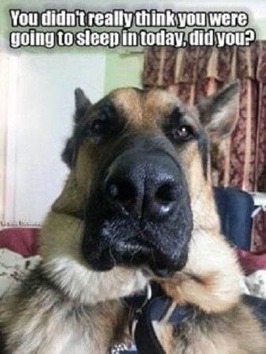 German Shepherd refrigerator magnet 3 1/2" x 5"