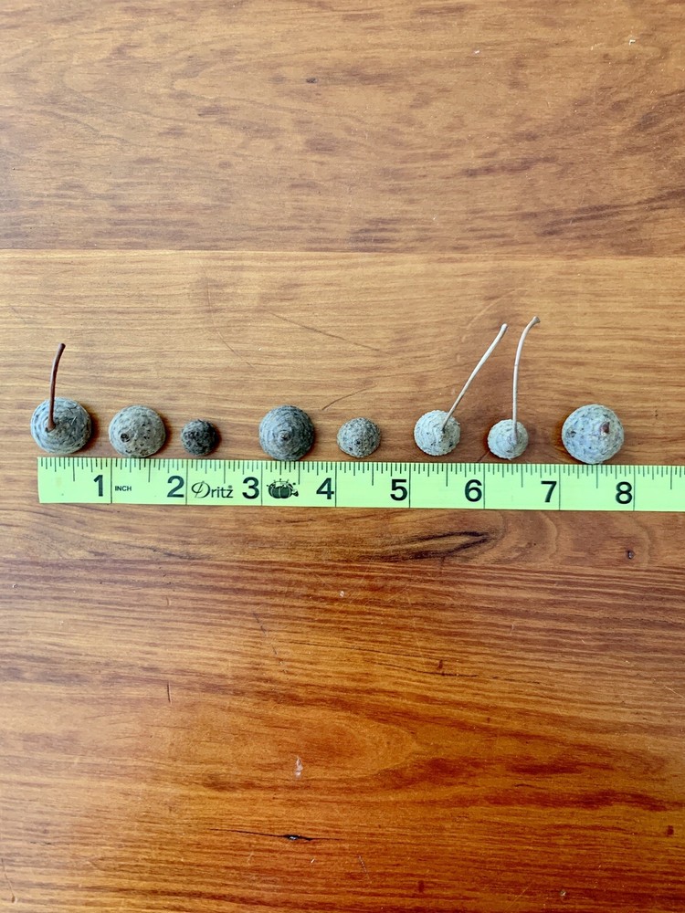 50 Acorn Caps/Tops - Assorted Sizes