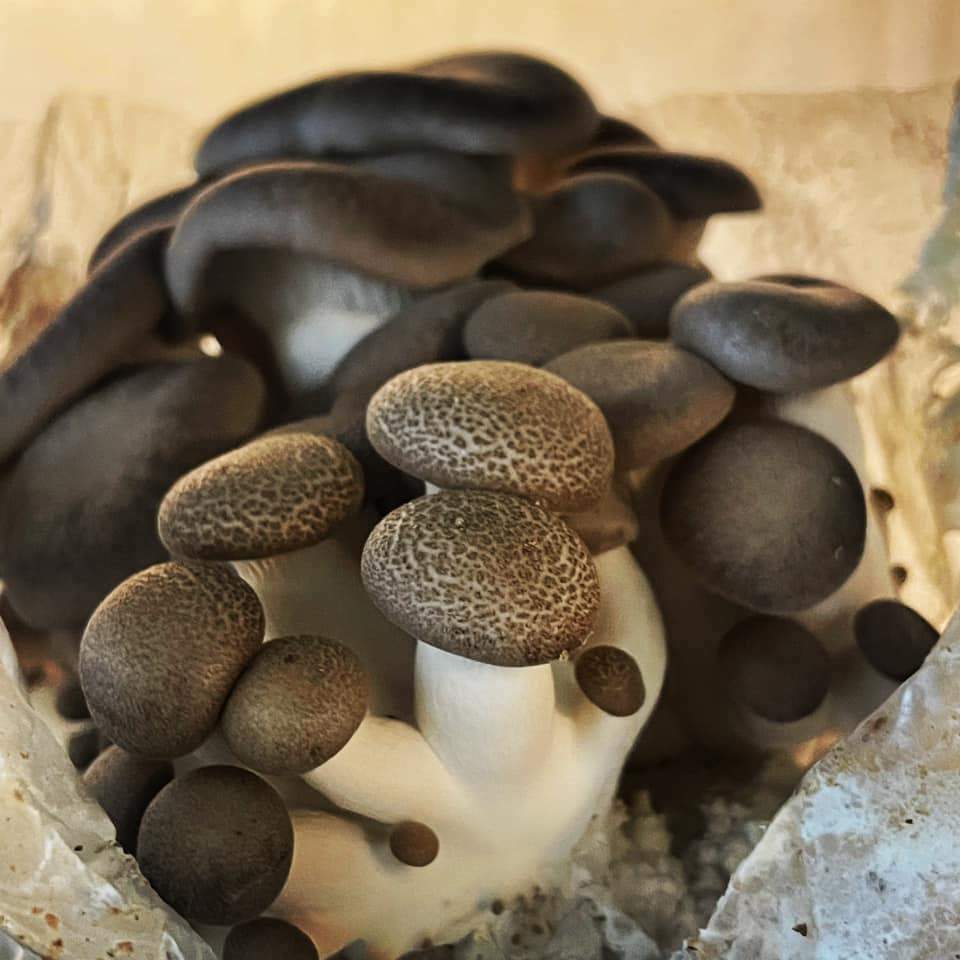 Mushroom Kits