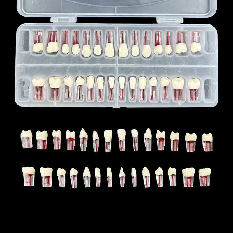 Dental Endodontic Teeth Model Root Canal Practice Typodont Teeth Model 28Pcs
