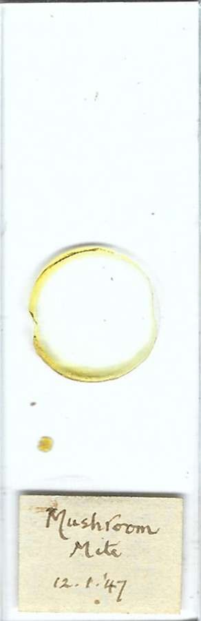Mushroom Mite Microscope Slide