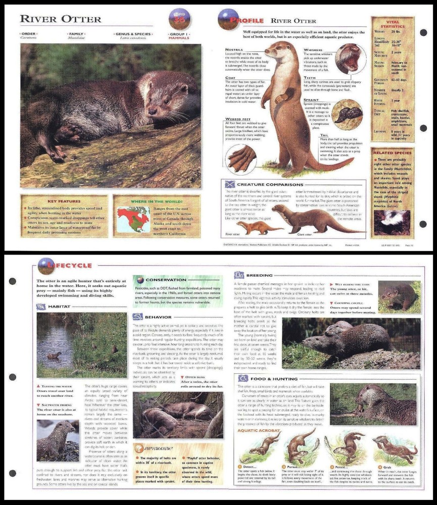 Fold-Out Sheet - River Otter - 36