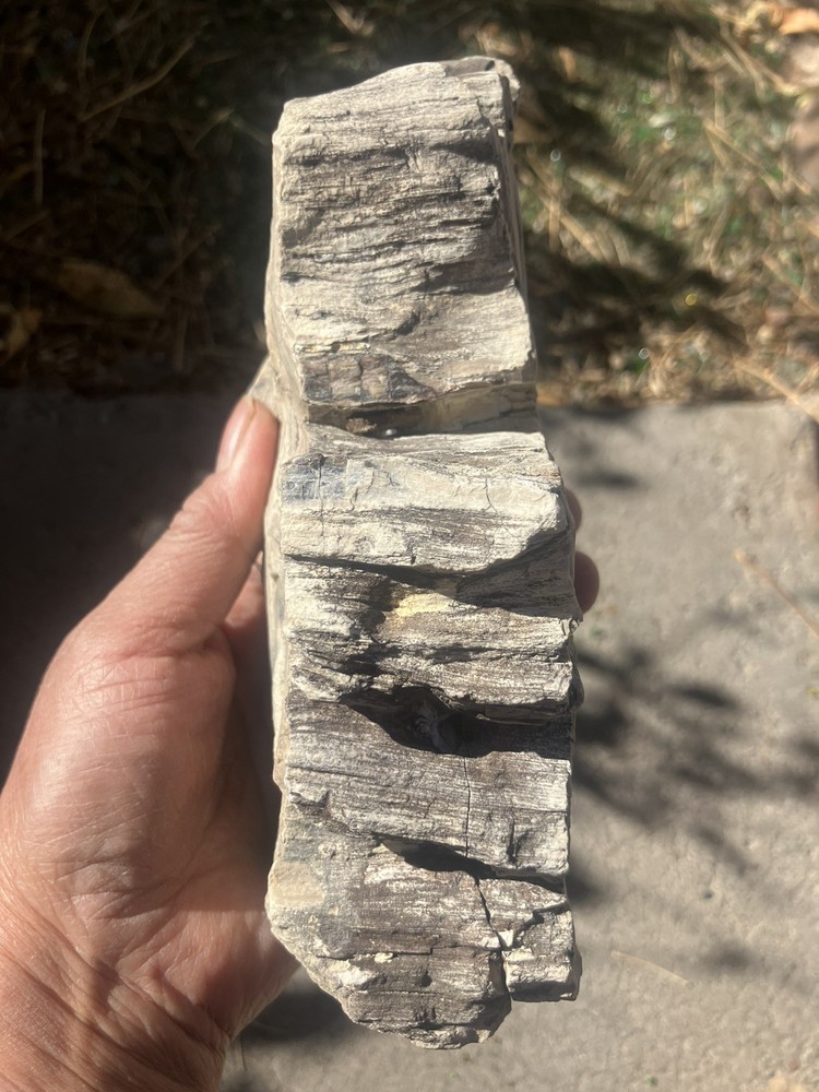 Cypress Petrified Wood (NM)