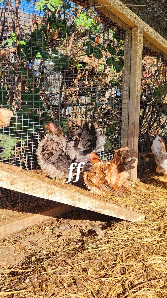 18 Serama Chicken Hatching Eggs hens choices