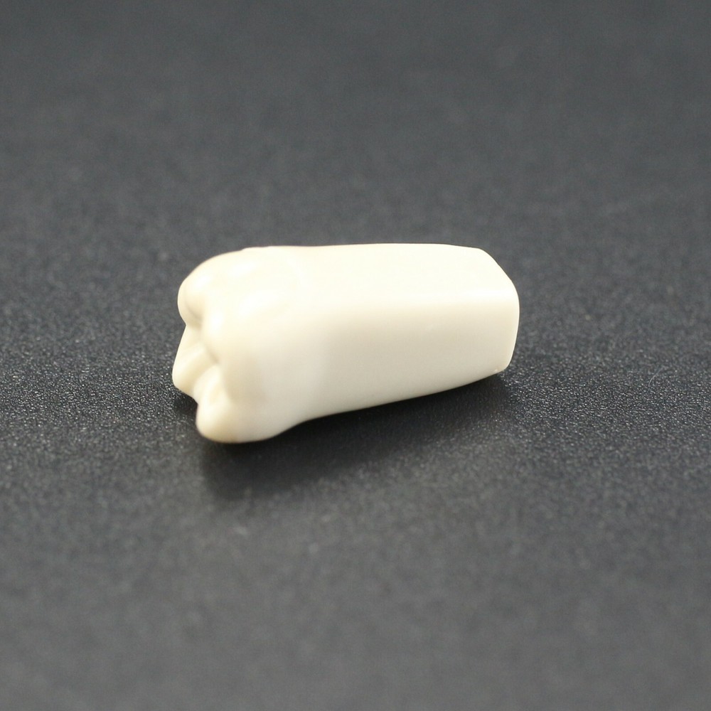 Columbia Dentoform 860 Dental Typodont Teeth Replacement Individual Teeth Model