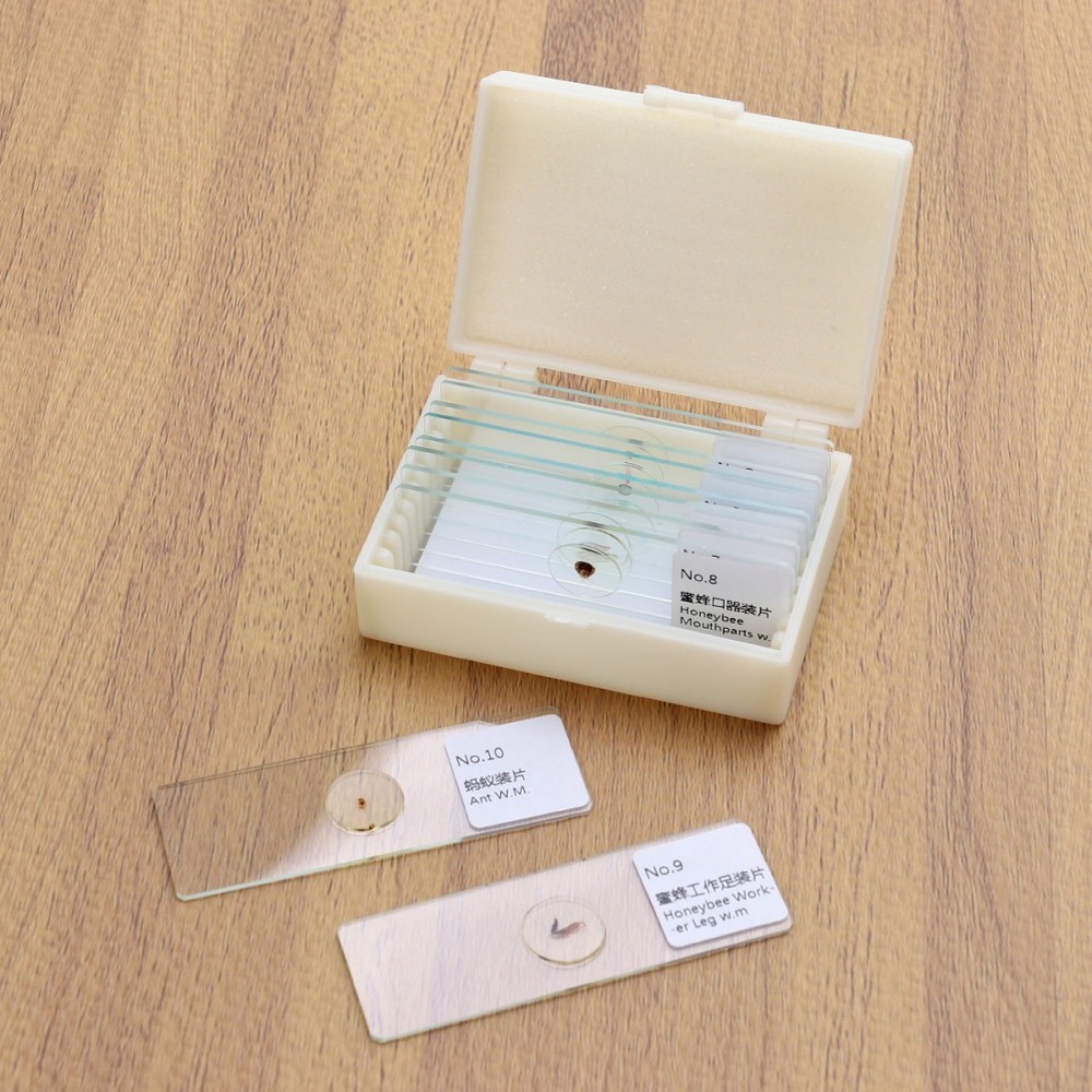 10 PCS/Set Specimen Slides for Microscope with Specimens Plants Beginner