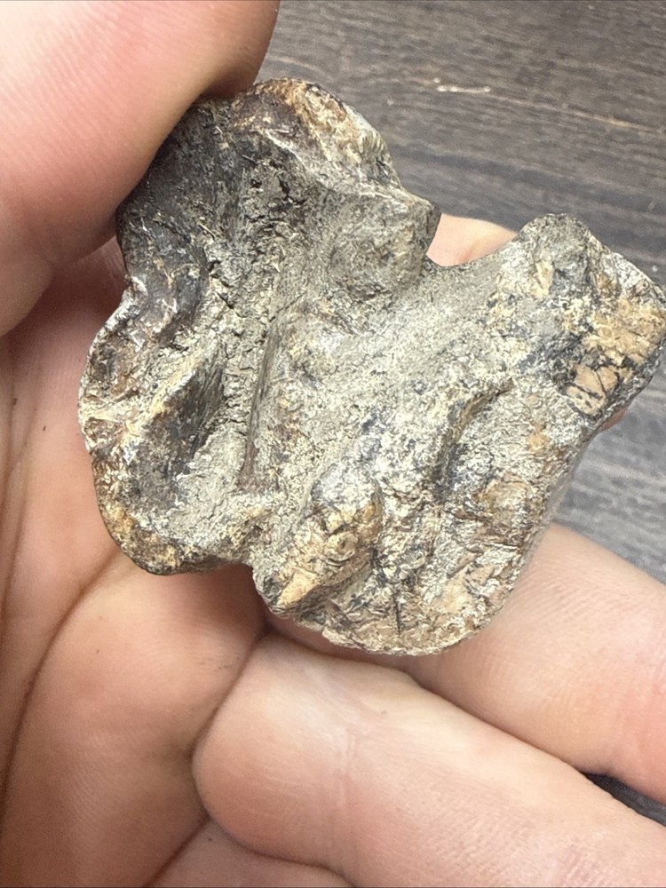 Unknown Fossil Specimen Tooth