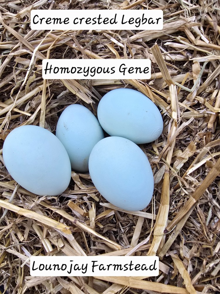 6 + Crest Cream Legbar Hatching Eggs