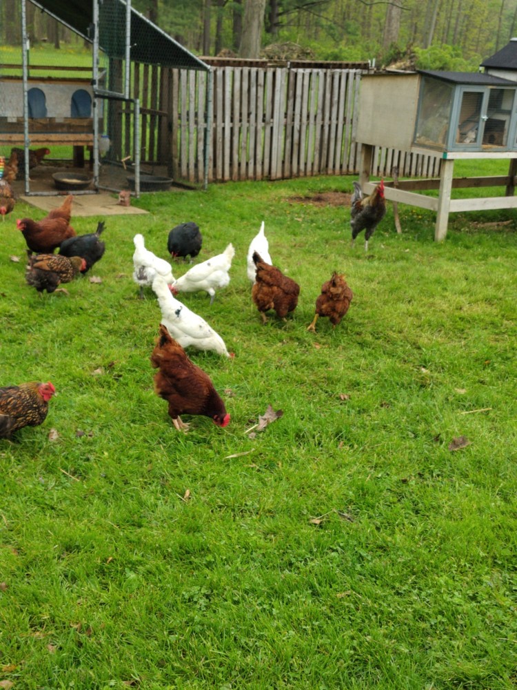 12 Barnyard mix hatching chicken eggs