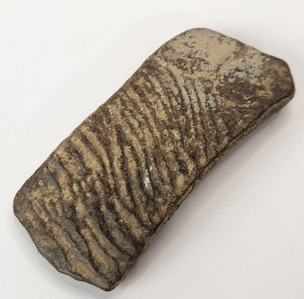 Cretaceous Turtle Shell Fossil - TX