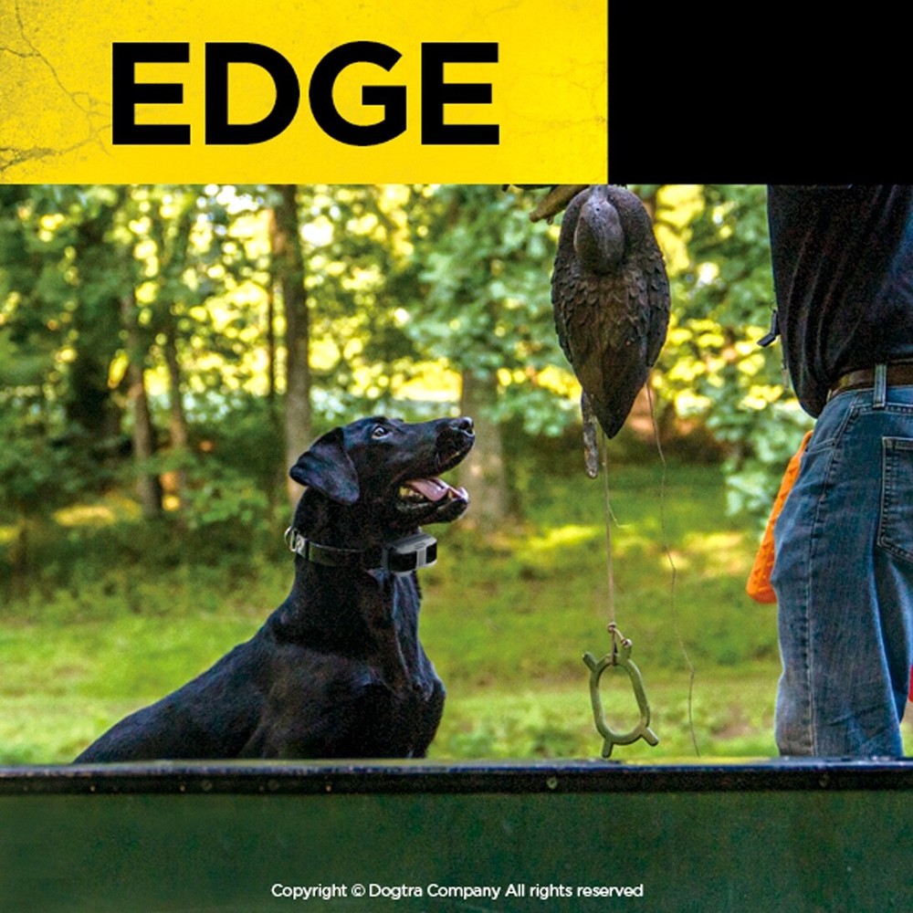 Dogtra Edge Dog Collar Receiver Green Strap