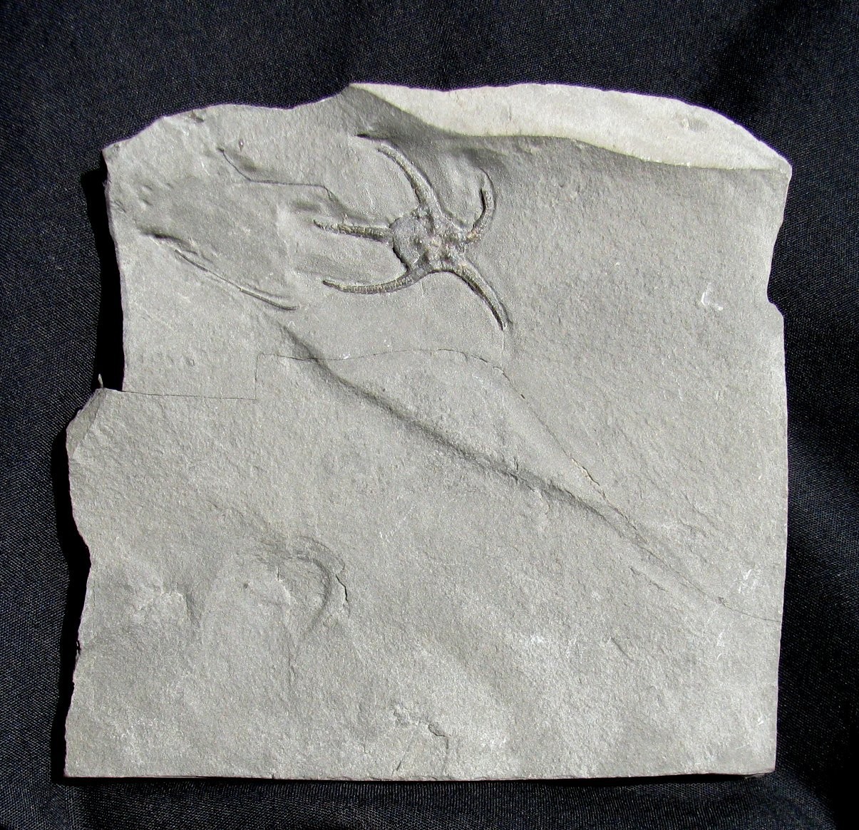 BEAUTIFUL, 5-ARMED SILURIAN PROTASTER STELLIFER BRITTLESTAR FROM NEW YORK STATE!