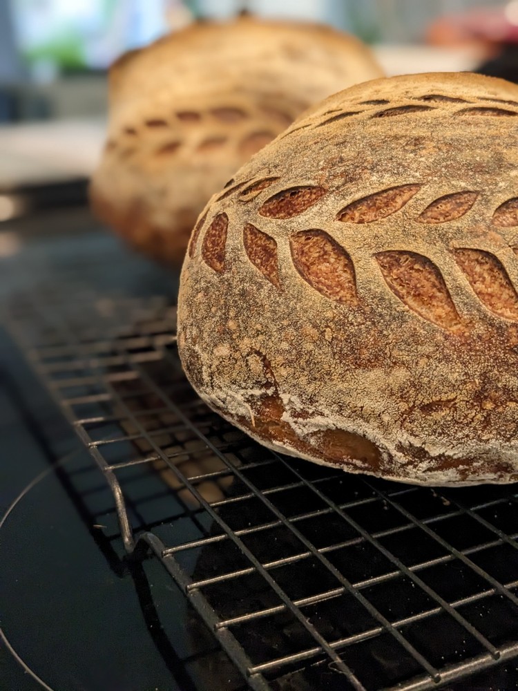 Sourdough Starter from Idyllwild