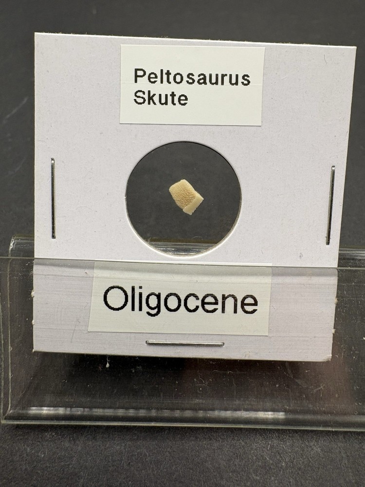 (12)- Mixed Location Micro Fossils- Miocene, Oligocene, Eocene, Cretaceous