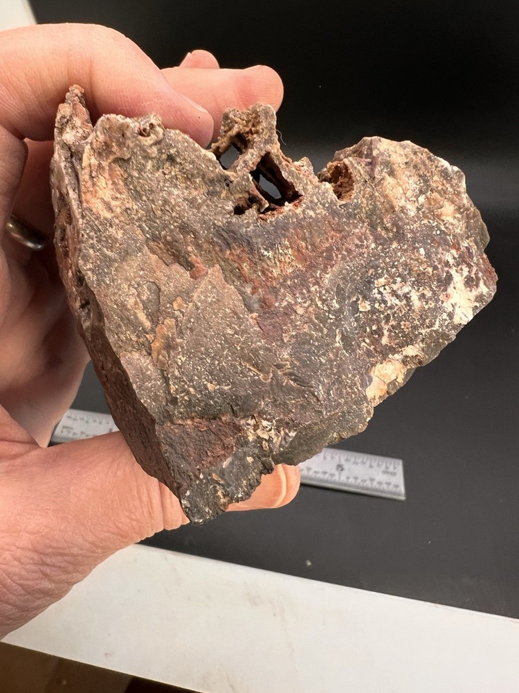 Ball Ranch Petrified Wood D3