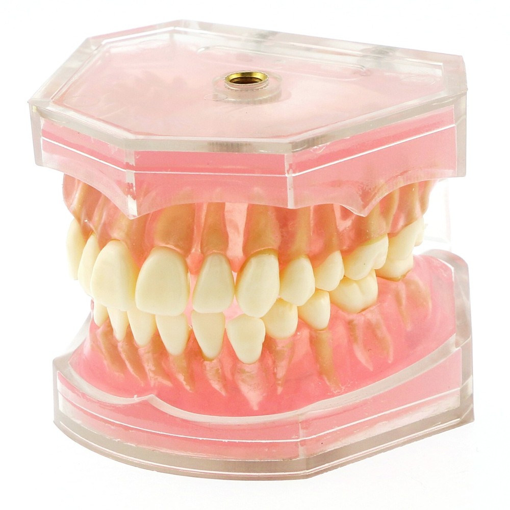 Dental Typodont Standard Teeth Model Soft Gum Simulation Cheek 28Pcs Removable