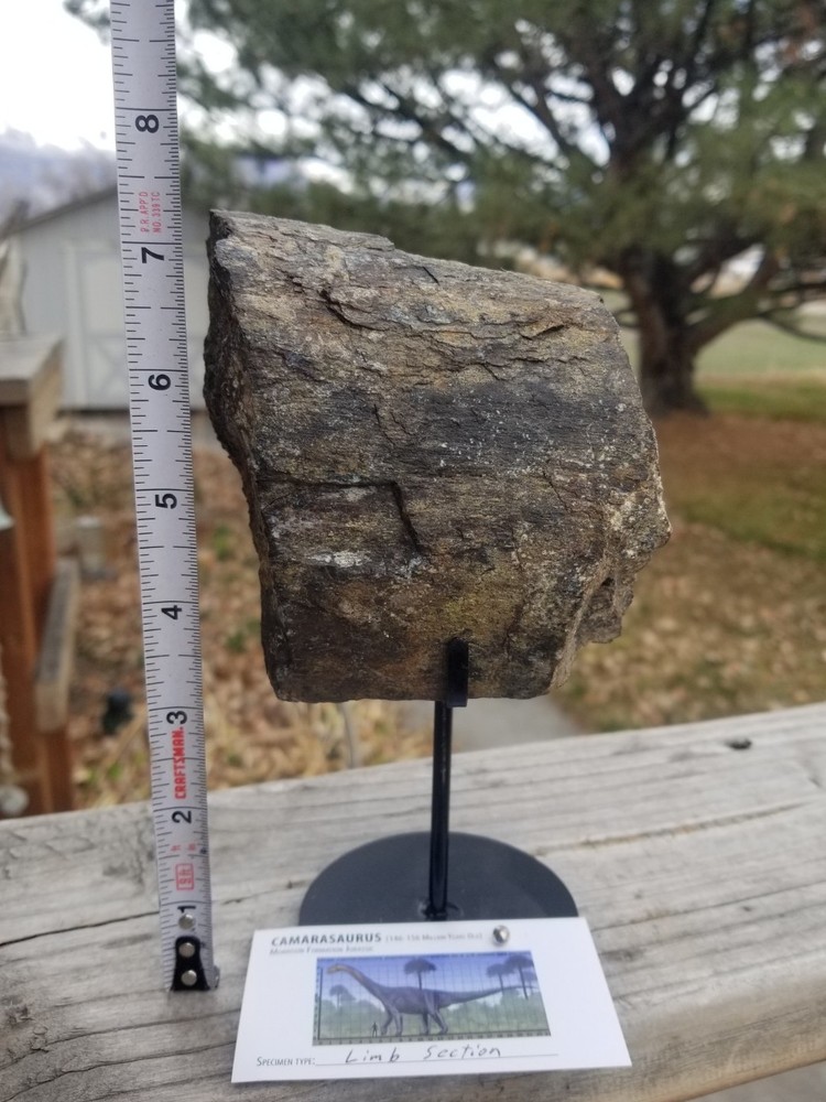 Nice Camarasaurus Limb Section Fossil Dinosaur Jurassic Morrison CO Recent Dig