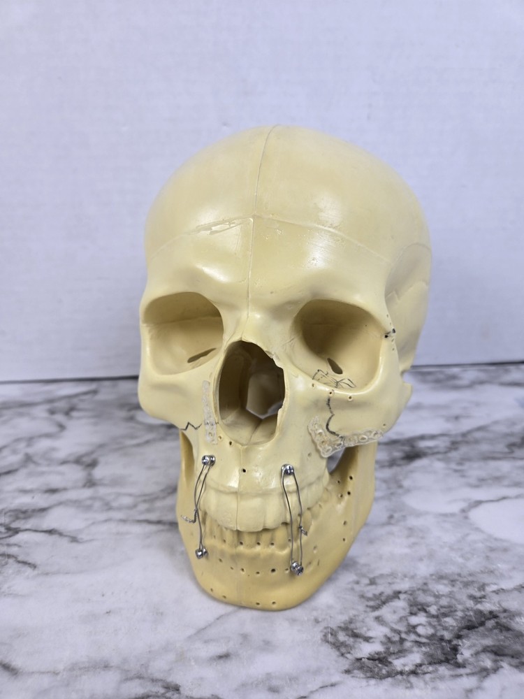 Synbone (8240) Beige Plastic Educational Skull Orthopedic Display